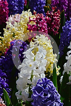 Detail of blossoming colorful fragrant cultivars of Common Hyacinth flowers, latin name Hyacinthus Orientalis. photo