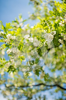 Detail of blossoming robinia tree with extremely soft background