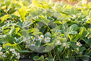 Detail on a blossoms of Flowering plants of strawberries in a vegetable bed of Garden