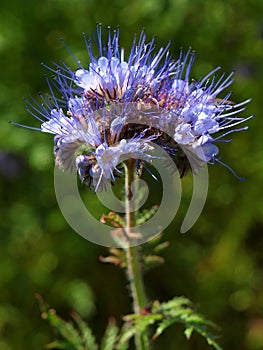 Detail of blue flower Purple Tansy in field in countryside in hot summer day. Green blue purple flowers in blossom