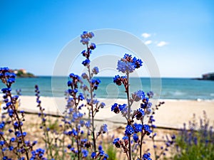 Detail of blue flowers in foreground with beach and Black Sea in background