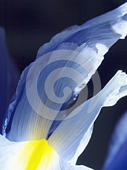 Detail blue iris petal