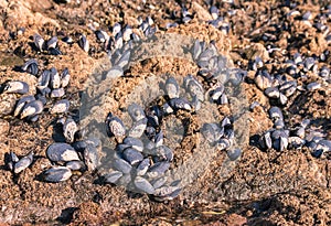 Blue mussels living on rocky beach at low tide