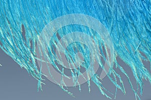 Blue ostrich feathers