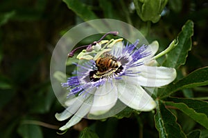 Detail of a Blue Passiebloem flower photo