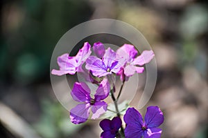 Detail of blue purple little summer flower