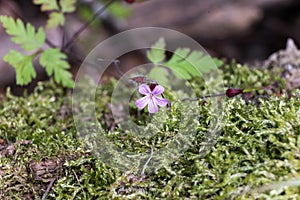 Detail of blue purple little summer flower