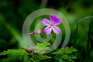 Detail of blue purple little summer flower