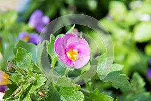 Detail of blue purple little summer flower