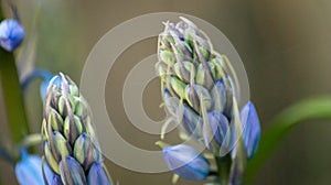 Detail of bluebell flower