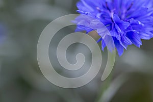 detail of a bluebottle flower with textspace around