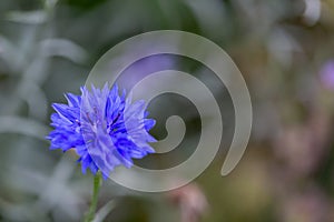 detail of a bluebottle flower with textspace around