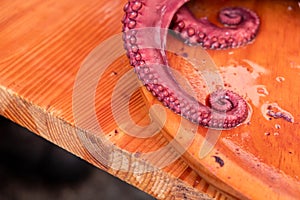 Detail of a boiled octopus tentacle. Pulpo a feira. Galicia, Spain