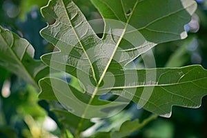 Detail of Bottom of Bur Oak (Quercus macrocarpa) Leaf