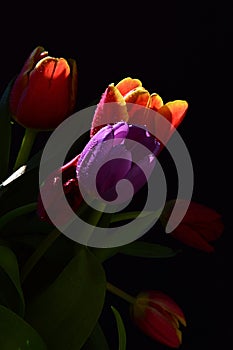 Detail of bouquet with fresh tulip flowers of various colors on black background