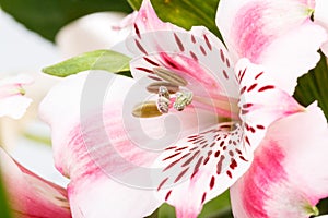 Detail of bouquet of pink lily flower on white