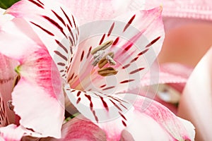Detail of bouquet of pink lily flower on white