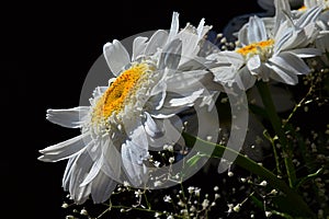 Detail of bouquet from white flowers of ox-eye daisies Leucanthemum Vulgare and small auxiliary flowers on black background