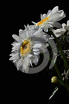 Detail of bouquet from white flowers of ox-eye daisies Leucanthemum Vulgare and small auxiliary flowers on black background