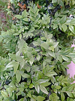 Detail of boxwood leaves, light and dark green colors