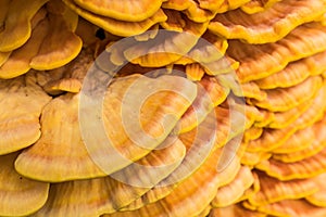 Detail of bracket fungus Laetiporus sulphureus on a tree photo