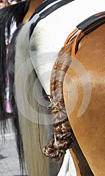 Detail of the braiding of a horse`s tail in the pilgrimage of El RocÃ­o in Huelva