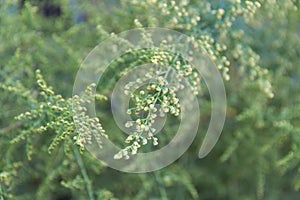 Detail of the branch of artemisia annua in bloom. Medicinal plant