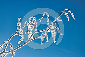 Detail of a branch covered with hoarfrost