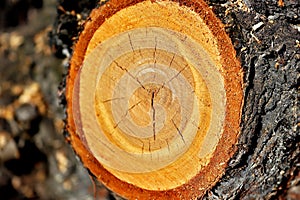 Detail of a branch cut off on a tree trunk