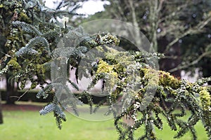 Detail of a branch of a fir photo
