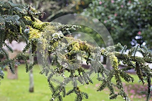 Detail of a branch of a fir photo