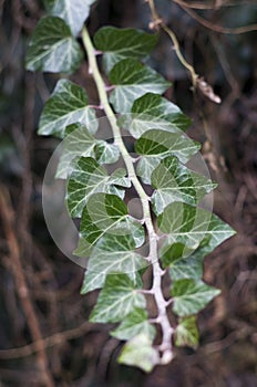 Detail of branch with leaves