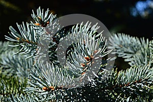 Detail of branch tip of coniferous tree Blue Spruce, latin name Picea Pungens