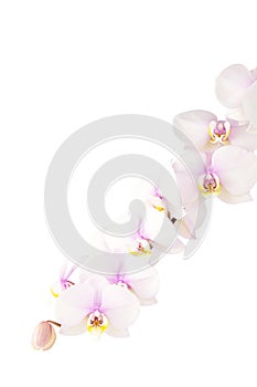 Detail of a branch of white, pink and yellow orchids on white background
