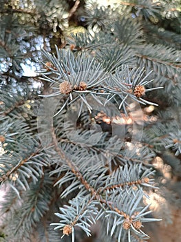 Detail of the branches of the blue fir, an ornamental evergreen species