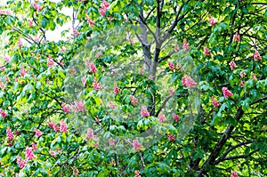 Horse chestnut with pink flowers photo