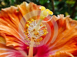 Detail of Bright Orange Hibiscus Flower With Stamen and Pistil