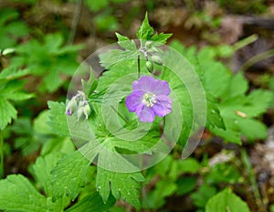 Detail of the bright pink flower and green leaves of a wild geranium plant in a forest.