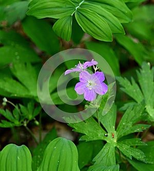 Detail of the bright pink flowers of a wild geranium in a forest.