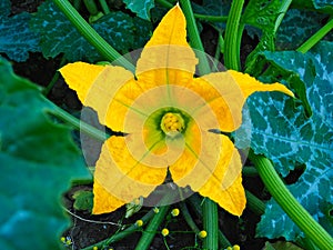 Bright Yellow Zucchini Flower Growing in Home Garden