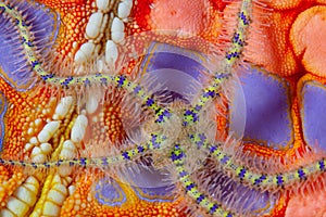 Detail of Brittle Star and Pin Cushion Sea Star