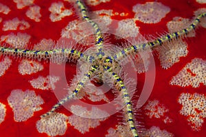 Detail of Brittle Star and Red Pin Cushion Sea Star
