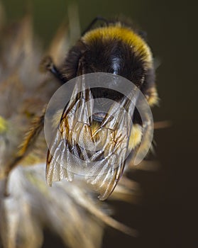 Detail of broken bee wings