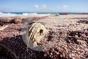 Detail of a broken shell on a stone in Kalbarri National Park in Australia