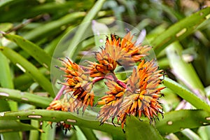 Detail of bromelia flower