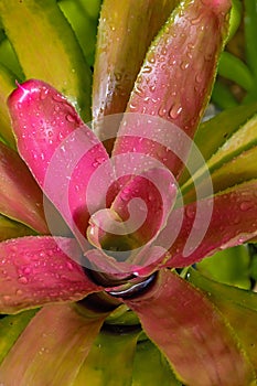 Detail of bromelia