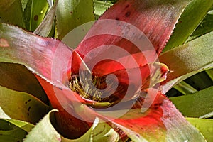 Detail of bromelia