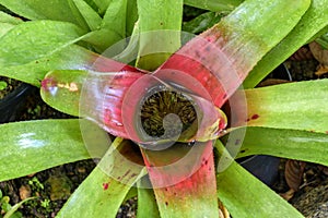 Detail of bromelia