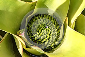 Detail of bromelia