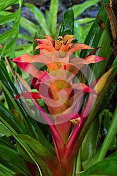 Detail of bromelia